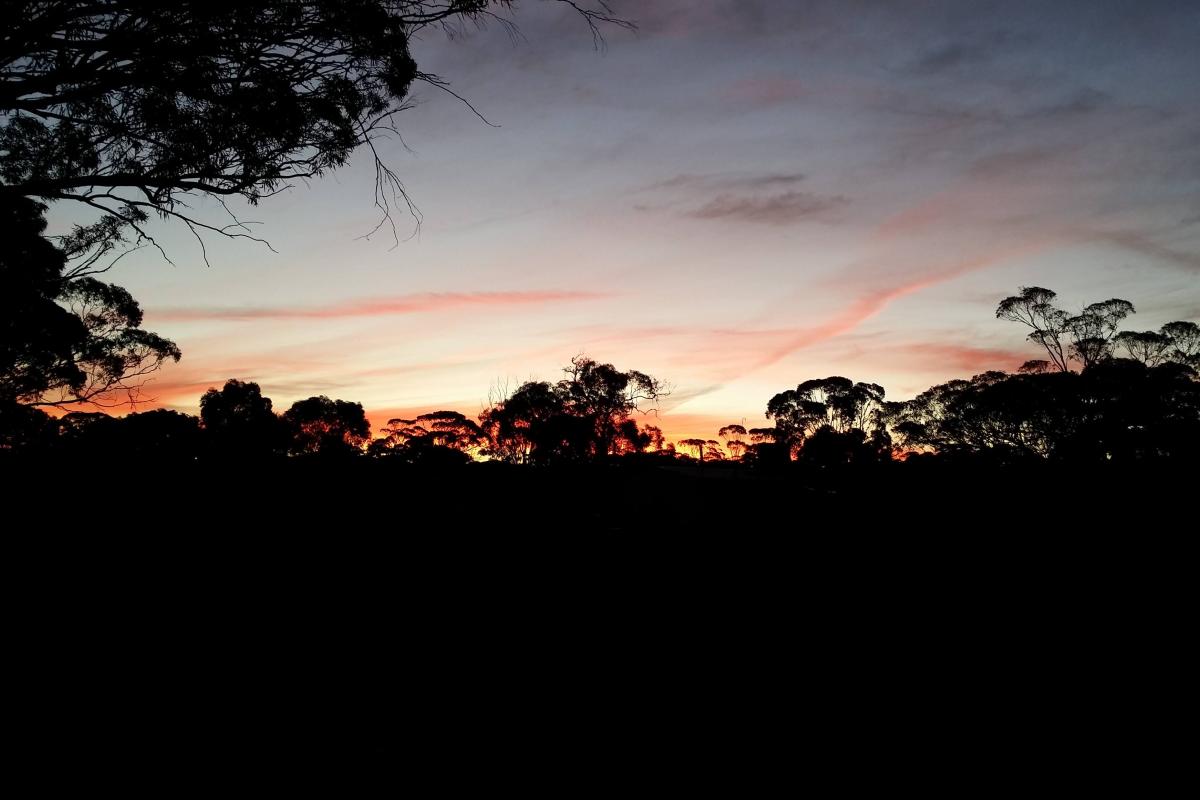 Sun rising behind dark trees.