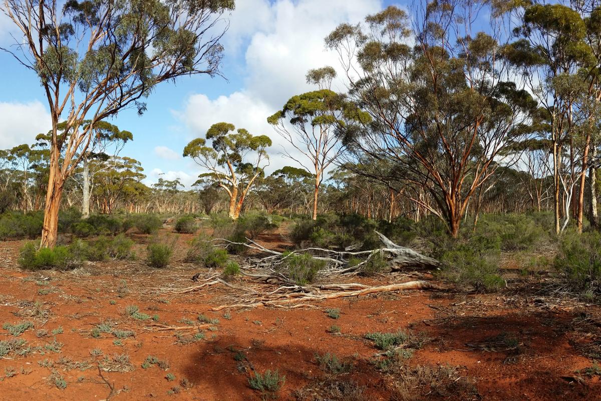 Red dirt, small green shrubs and gum trees. 