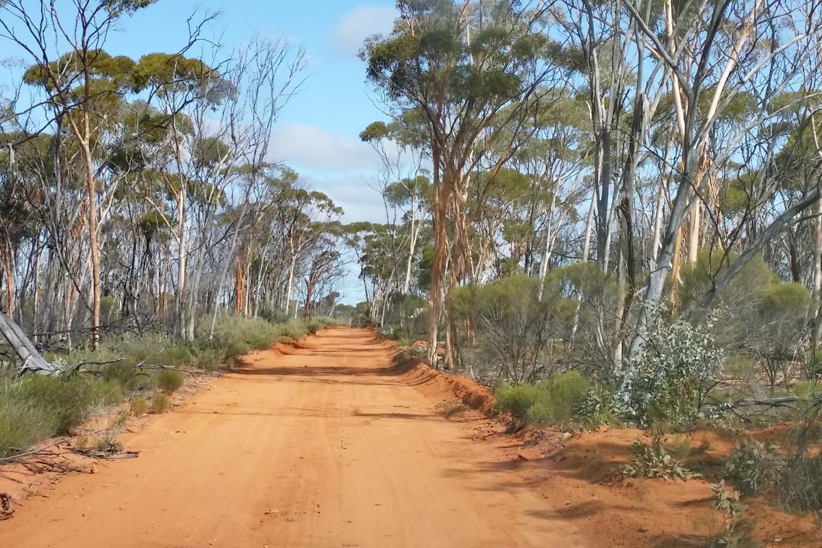 Red dirt road surrounded by gum trees.