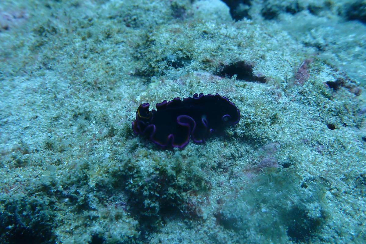 Underwater purple and black frilly creature. 