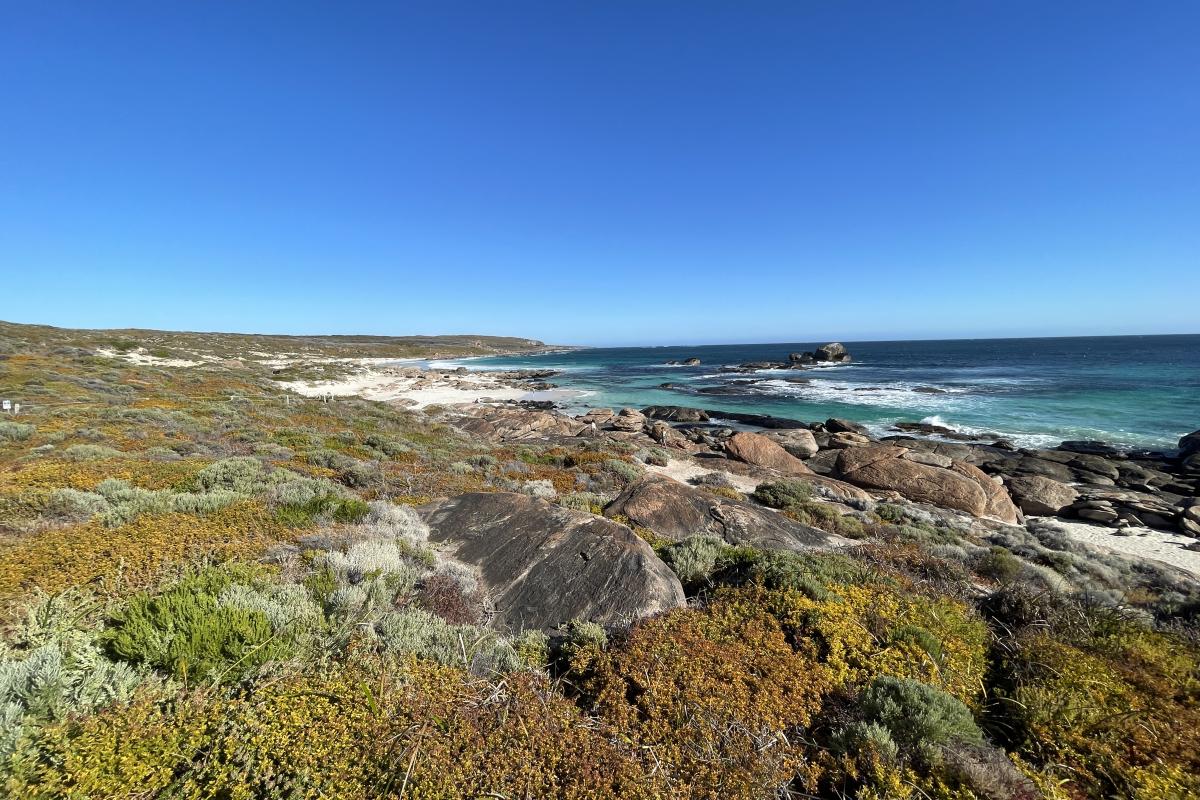 Low shrub, sandy beach and ocean.