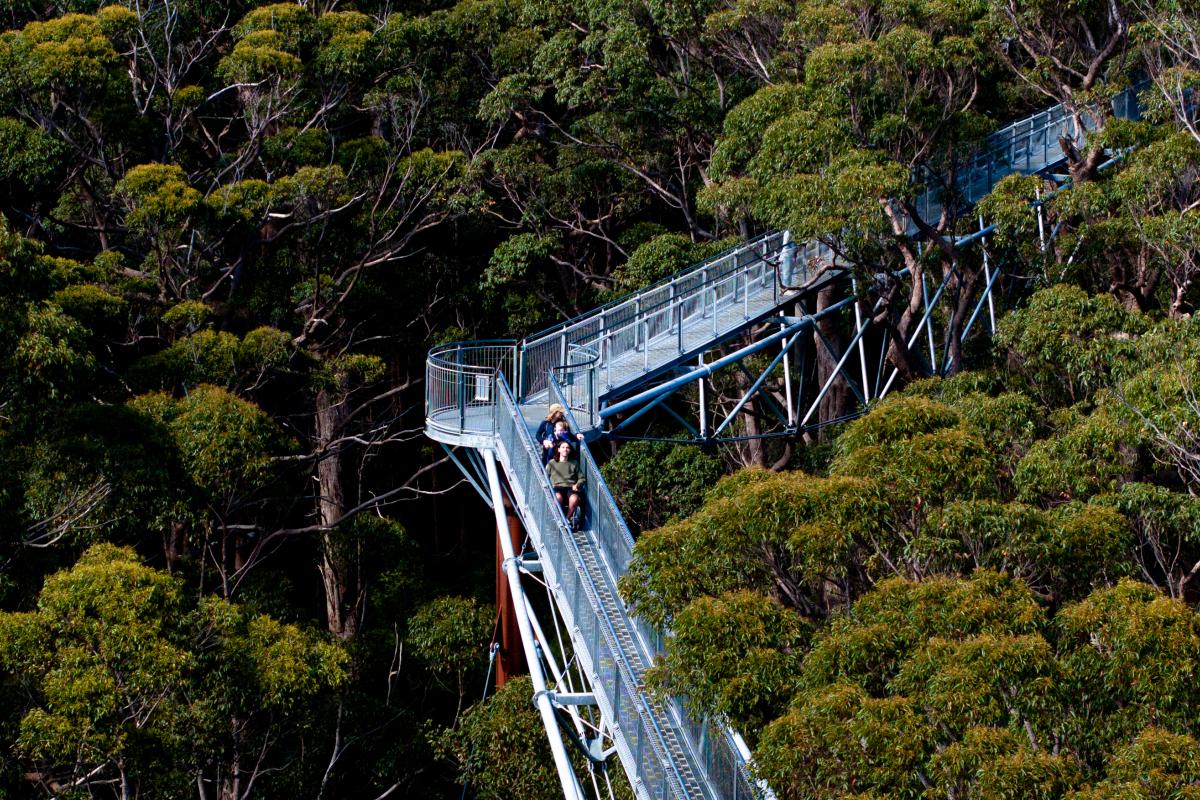 Aerial view looking down on a metal platform weaving through the tops of the trees.