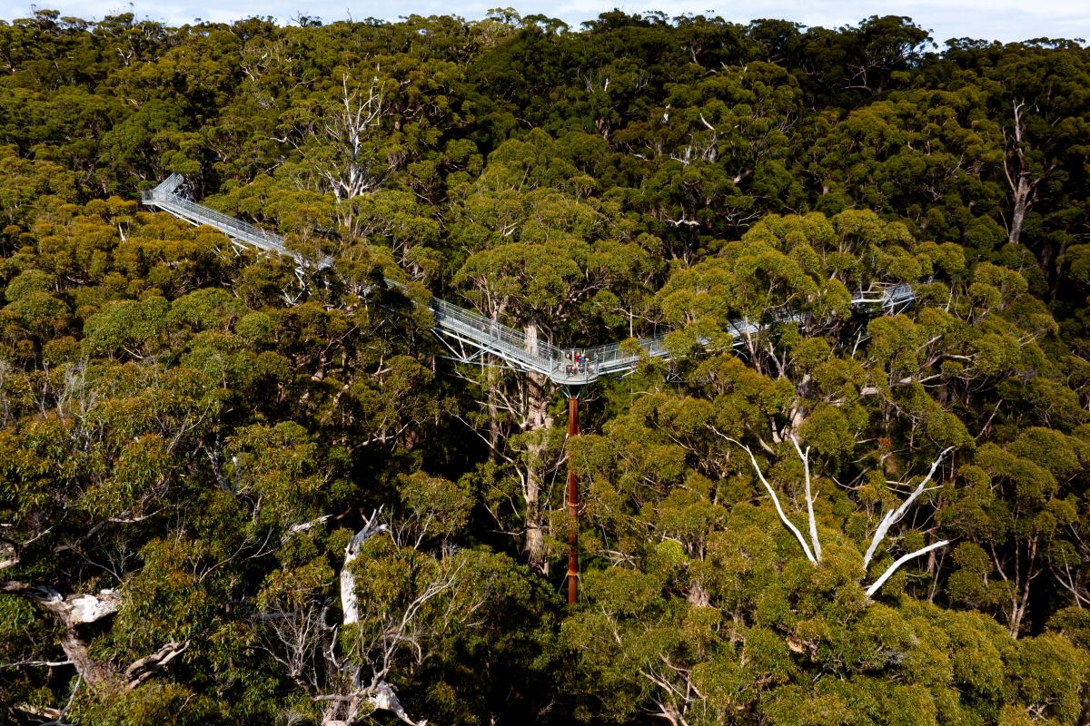 Tree Top Walk People standing and in a wheelchair on a metal platform highb in the tops of the trees/
