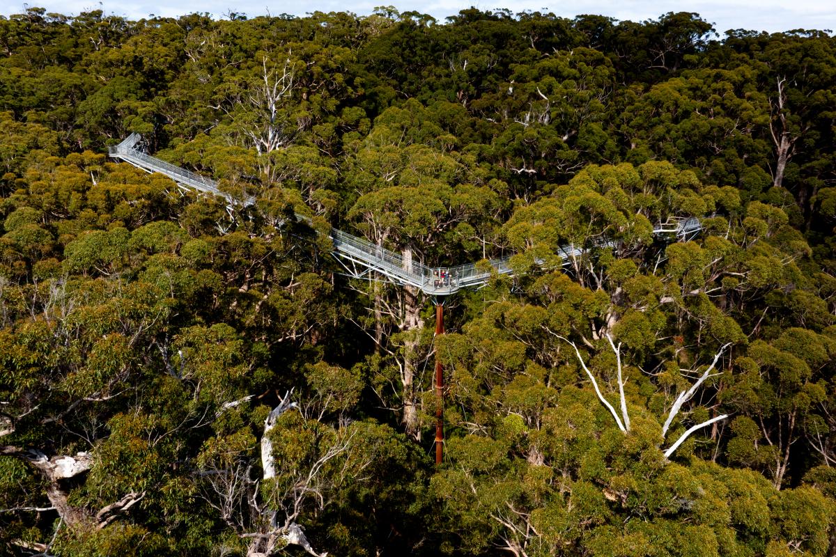 People standing and in a wheelchair on a metal platform highb in the tops of the trees/  