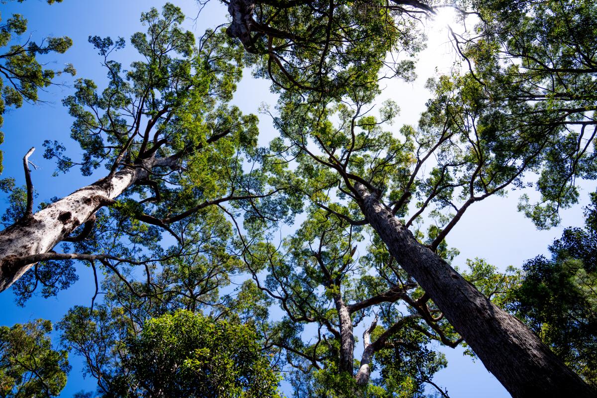 Looking up at the canopy of the trees and blue sky.