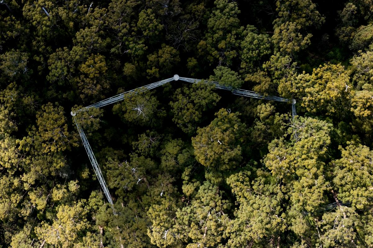 Aerial view looking down on a metal platform weaving through the tops of the trees.