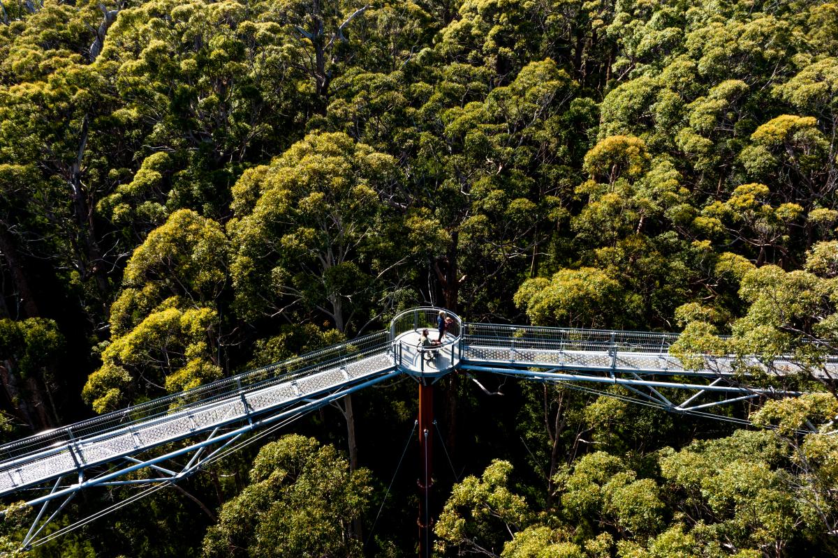 Tree Top Walk Person in wheelchair on a metal platform in the tops of the trees.
