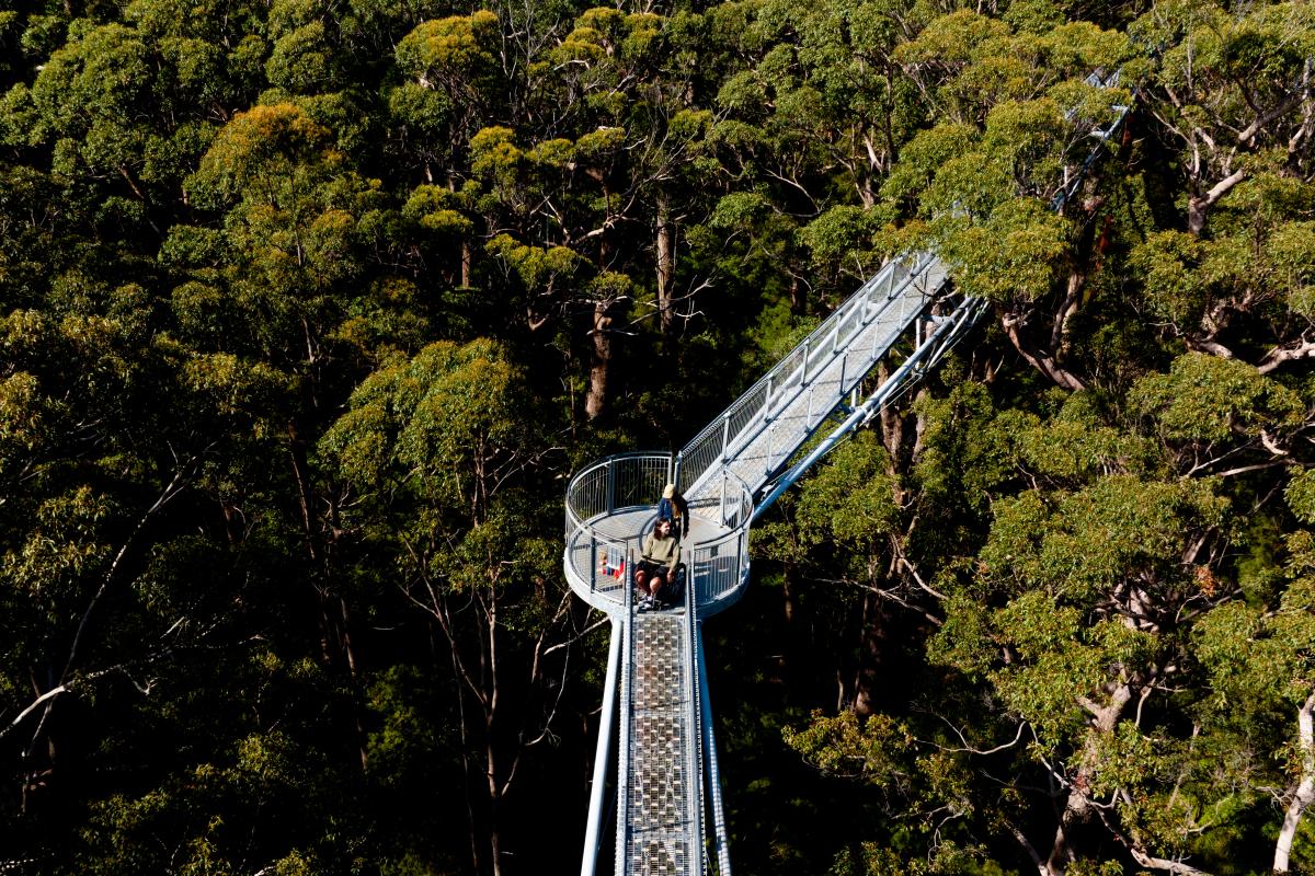 Tree Top Walk Person in wheelchair on a metal platform in the tops of the trees.