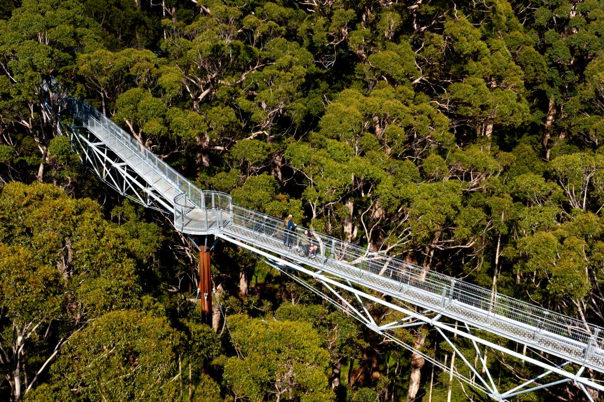 Tree Top Walk Aerial view of people walking and in a wheelchair on a metal platform in the tops of the trees.