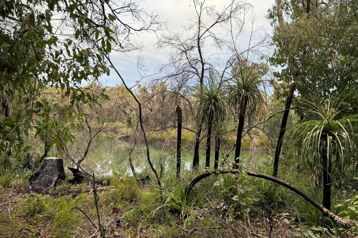 Canebrake Pool Canebrake Pool