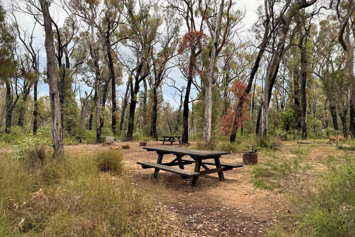 Picnic area with benches and fire rings at Canebrake Pool