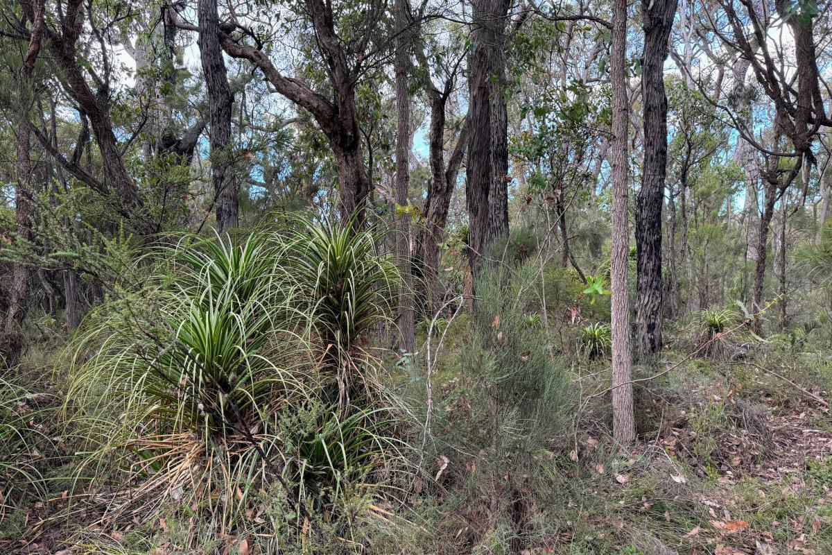 Pineapple bush, jarrah and marri at Canebrake Pool