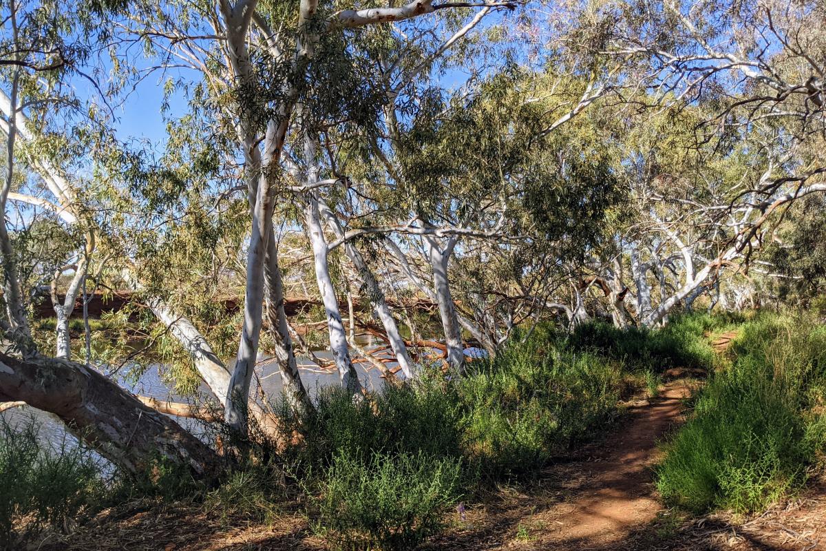 Corella Trail at Goolinee (Cattle Pool) Corella Trail at Goolinee (Cattle Pool)