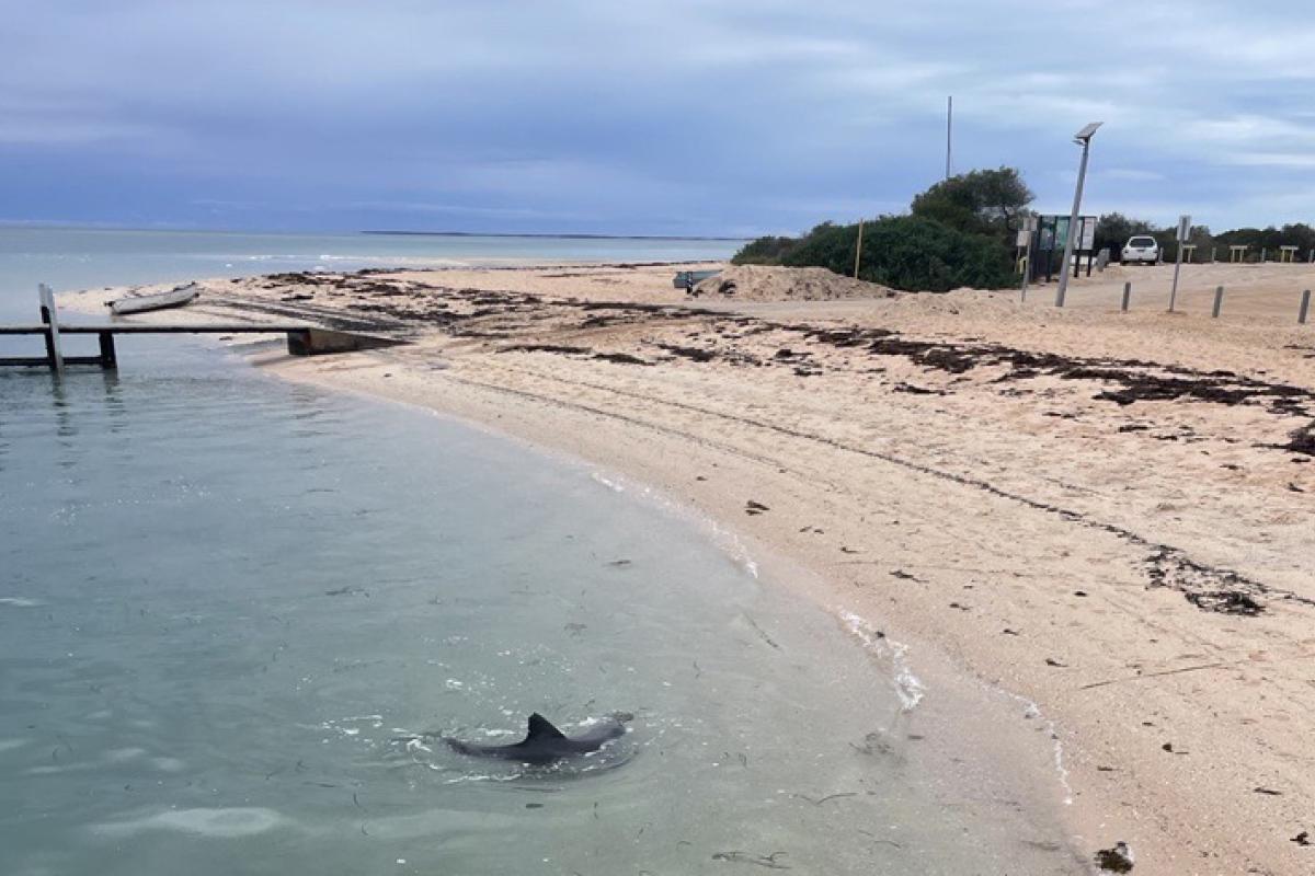 Dolphin swimming at the beach near the shore with a small wooden jetty in the background. 