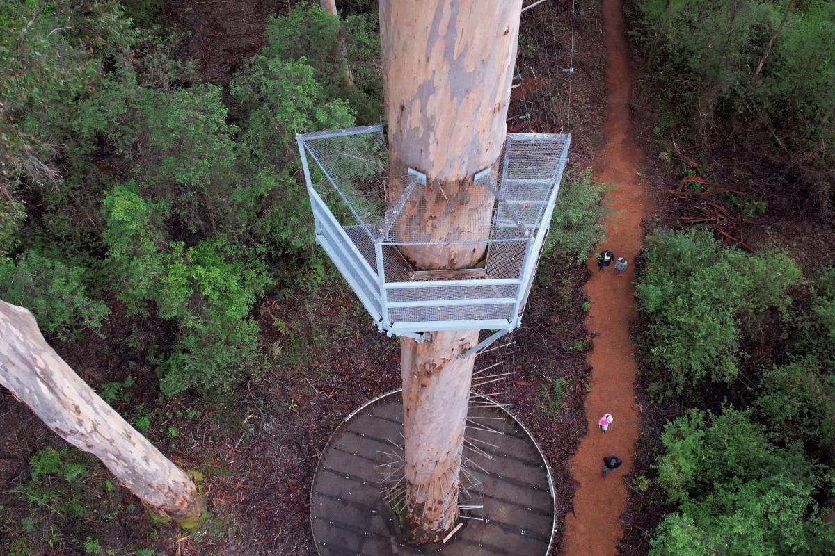 Bicentennial climbing tree platform 20 metres off the ground Bicentennial climbing tree platform 20 metres off the ground