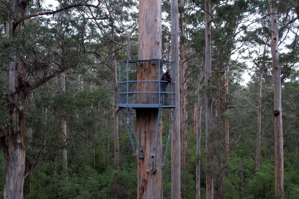 dave-evans-bicentennial-tree-warren-national-park-dbca1.jpg