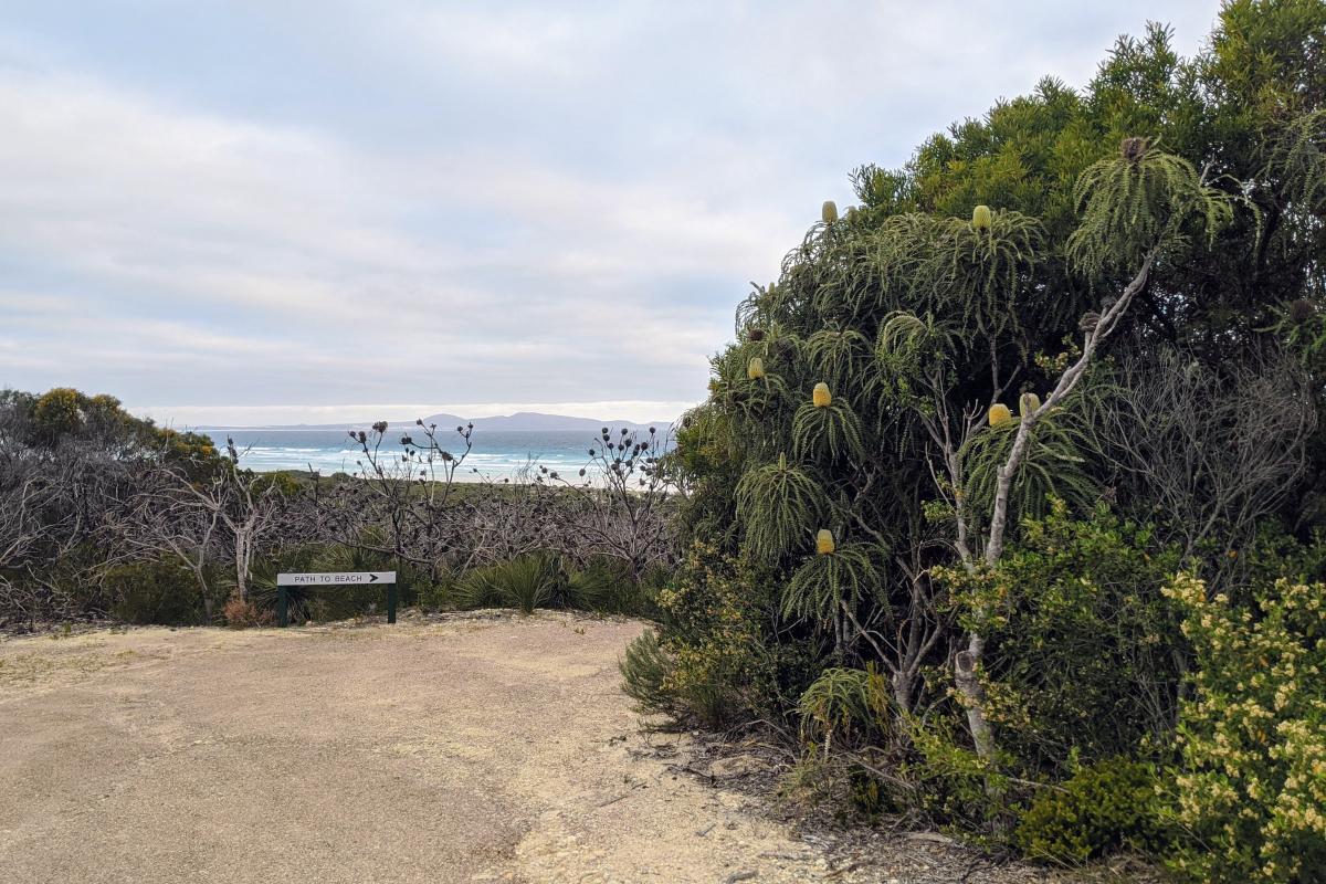 Yokinup Mia Mia Campground ocean views, showy banksia, and path down to the beach