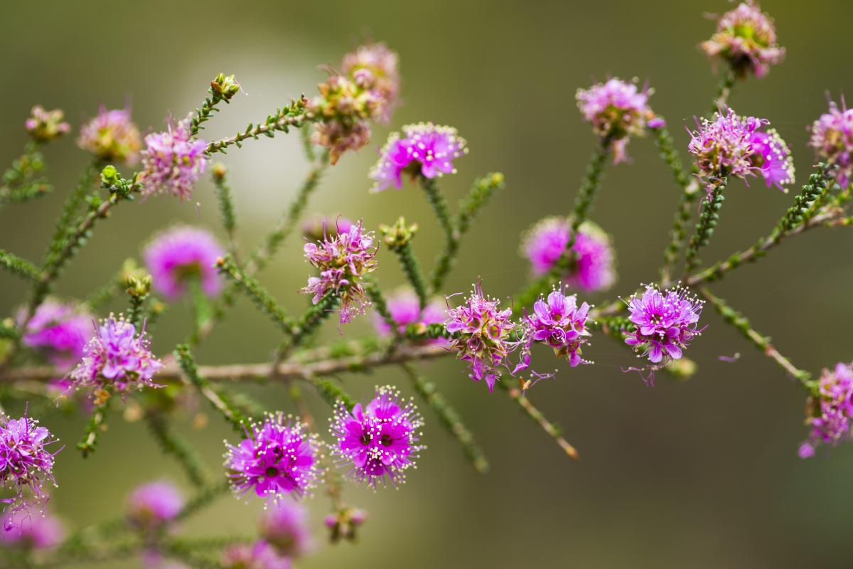 Close up of pink flowers. 