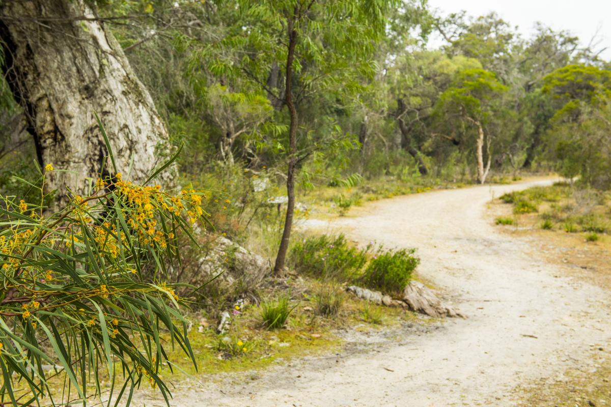 Path through bush. 