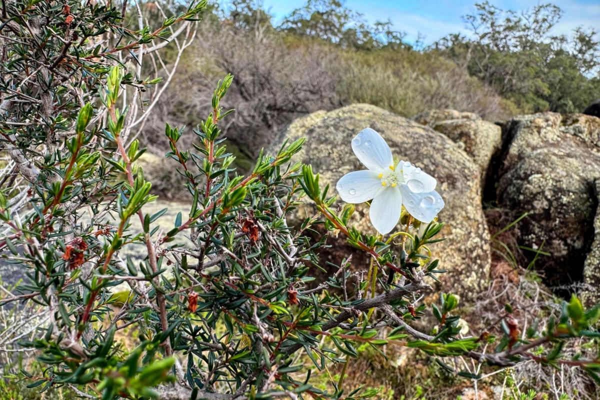 Sundew and rocks, Midgegooroo National Park