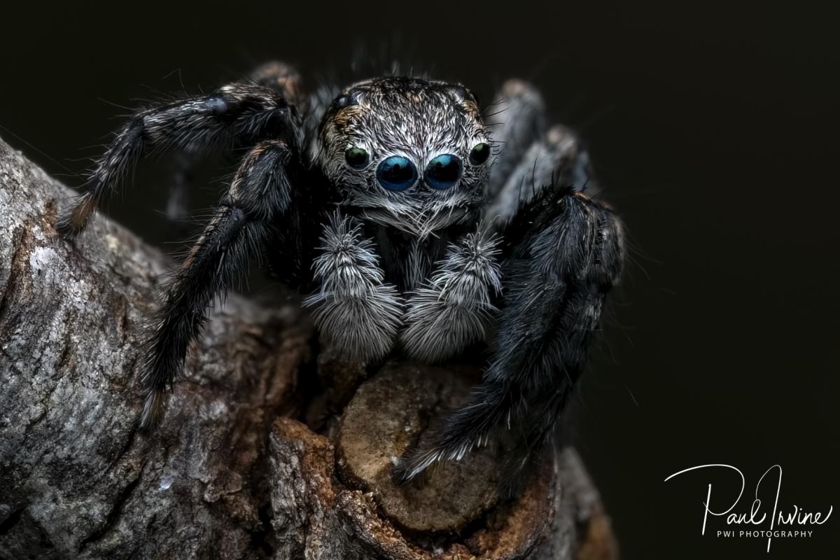 Close up of small spider