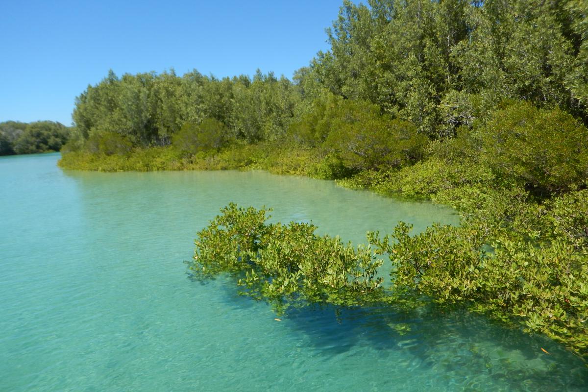 Bardi Jawi Gaarra Marine Park Green mangroves next green ocean.