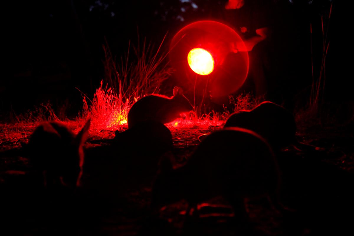 Native animal in the dark using red light