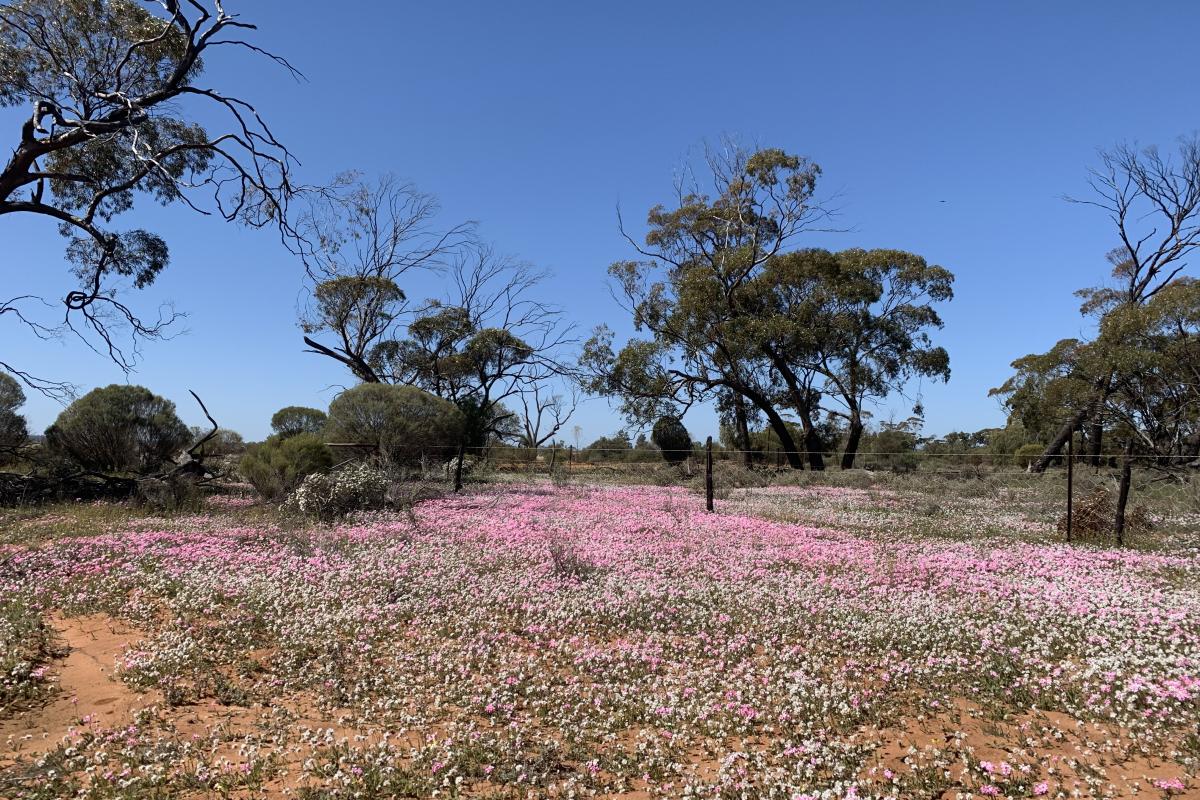 Pink and white flowers covering the ground. 