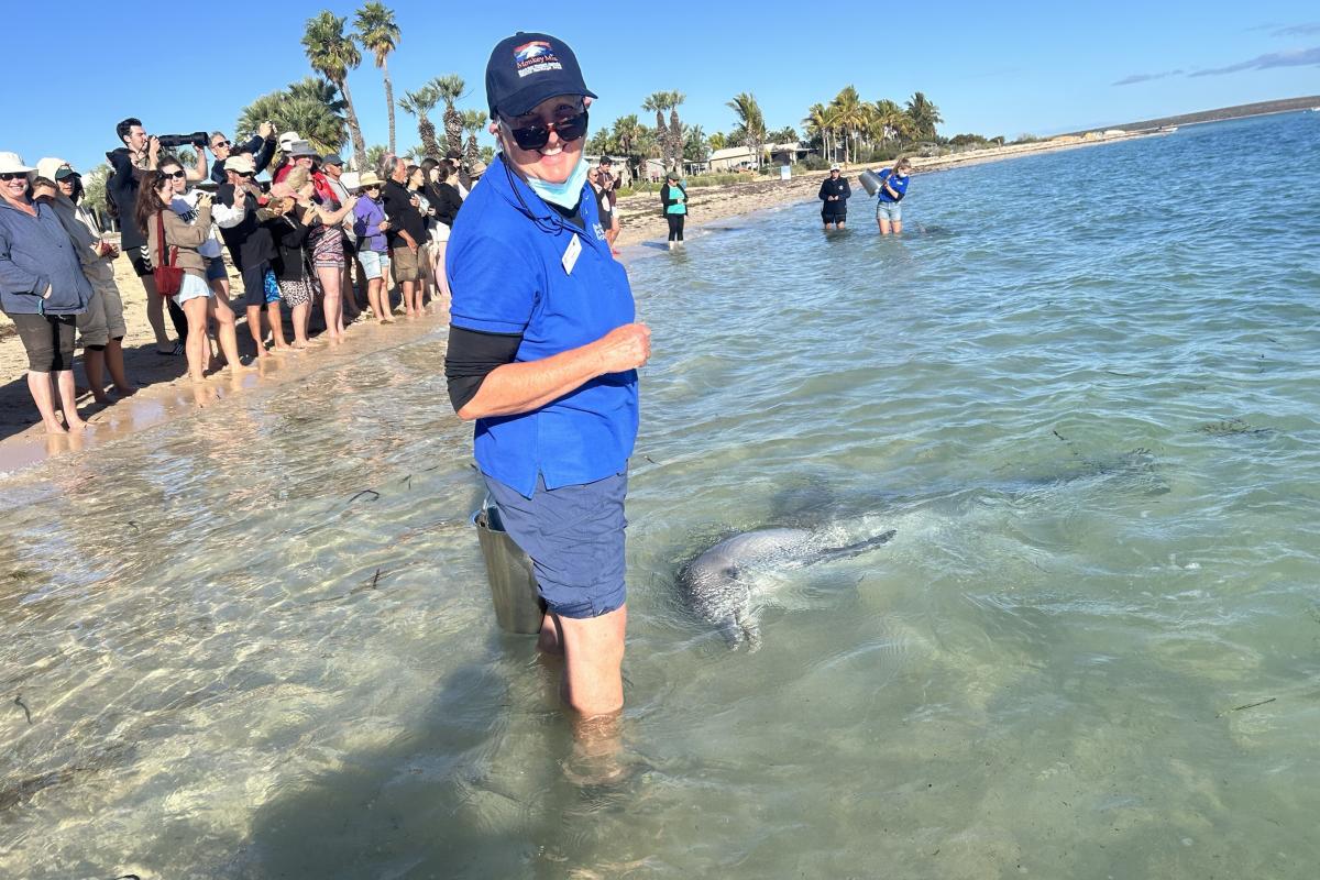 Person standing in water feeding a dolphin. 