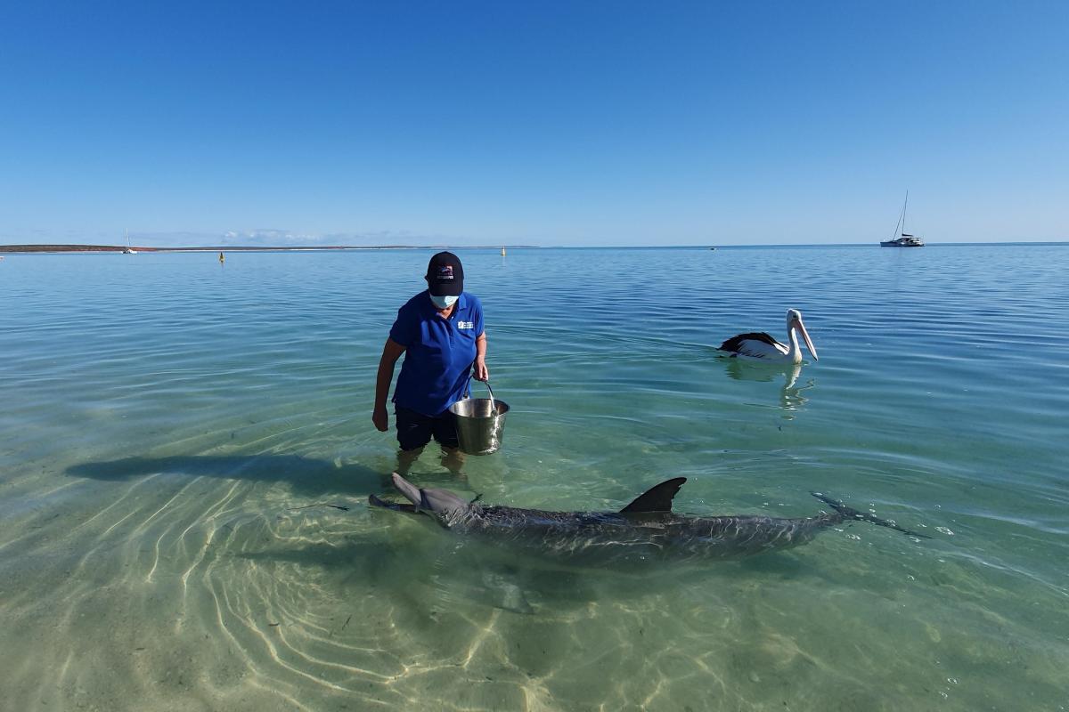 Person standing in water feeding a dolphin. 