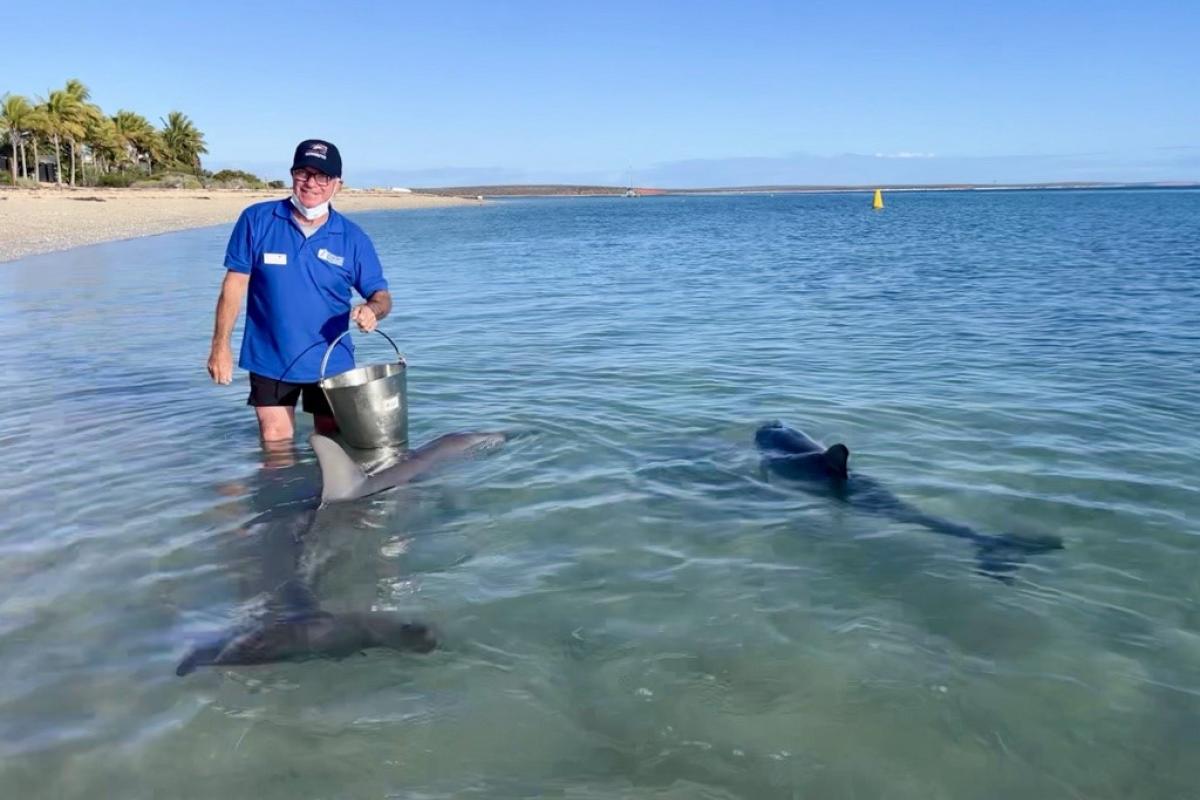 Person standing in water feeding a dolphin.