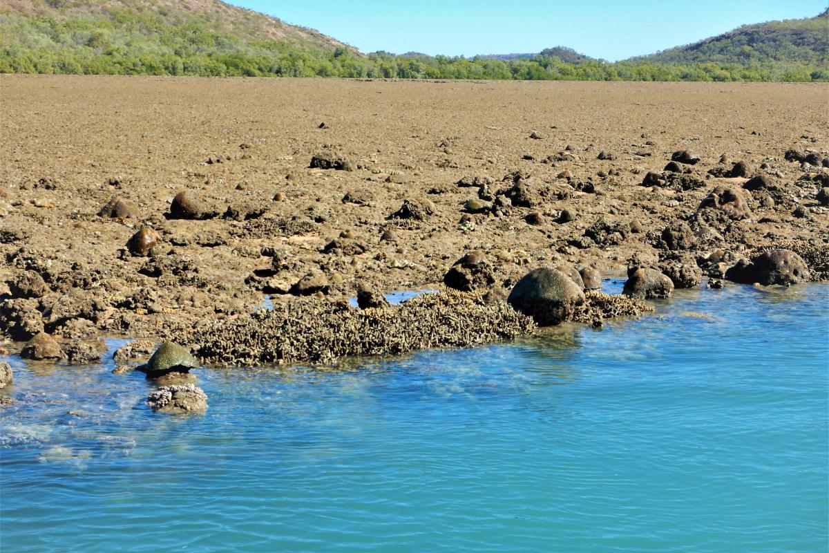 Exposed reef with the tide out. 