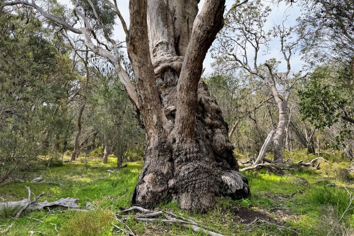 Paganoni Swamp bushland