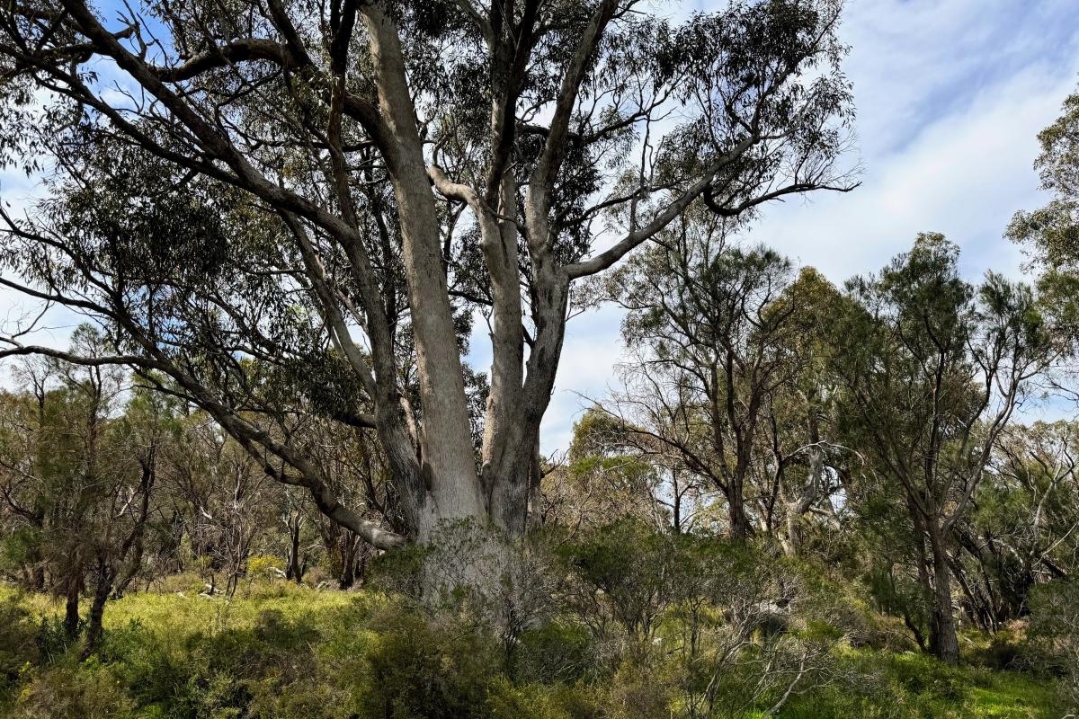 Paganoni Swamp bushland