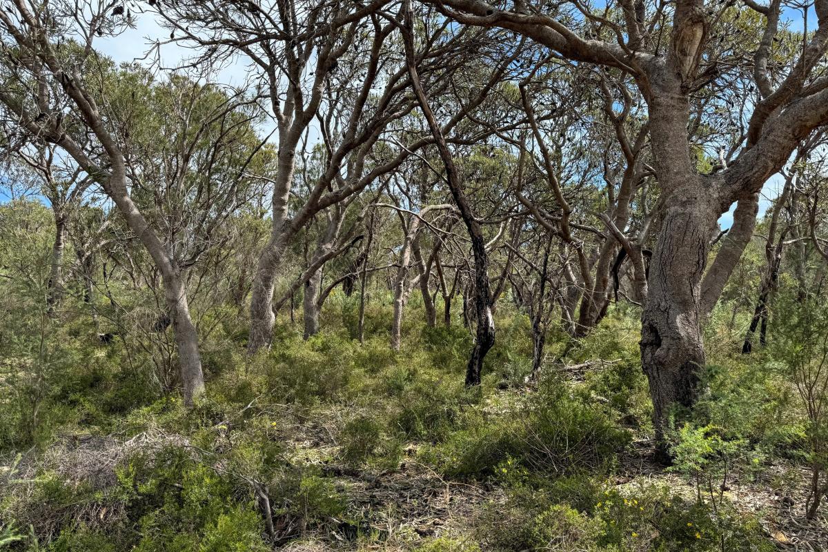 Paganoni Swamp banksia woodland Paganoni Swamp banksia woodland