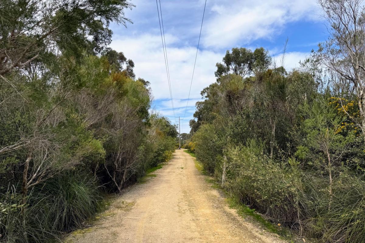 Wide powerlines track through Paganoni Swamp Reserve with limestone surface