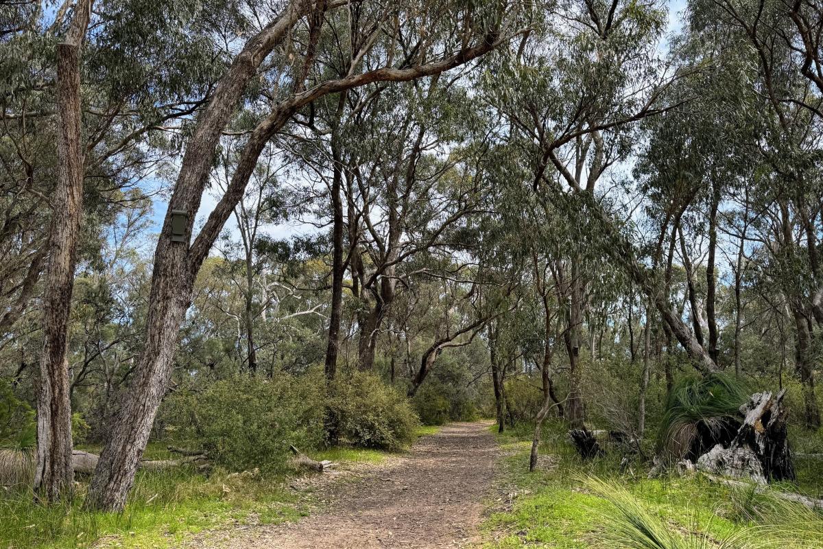 Paganoni Swamp bushland