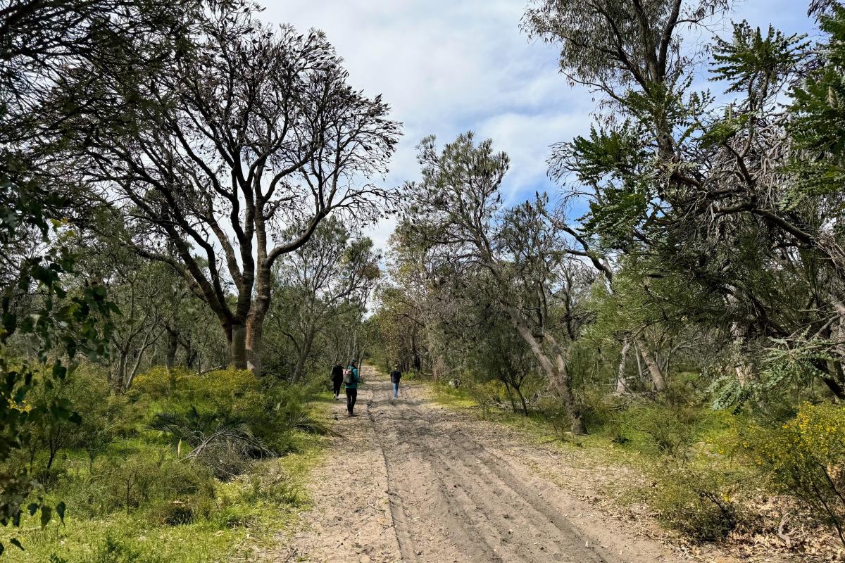 Paganoni Swamp bushland track Paganoni Swamp bushland track