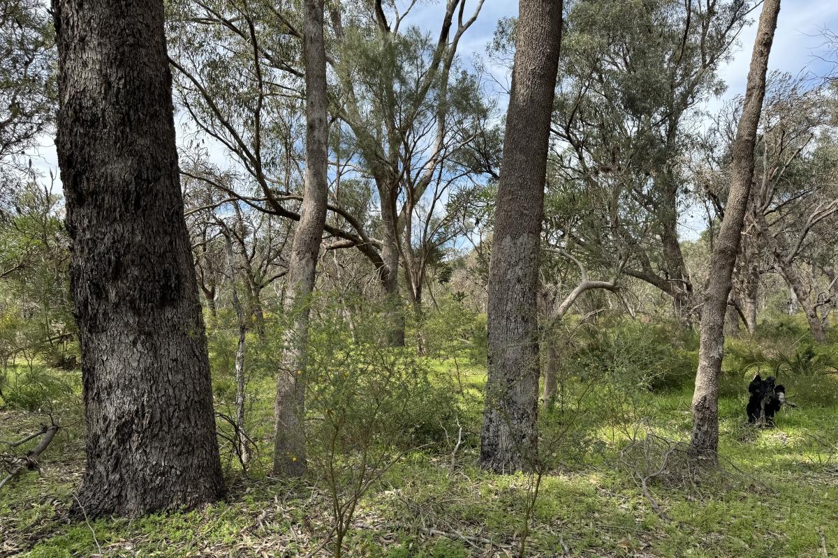 Paganoni Swamp tuart woodland Paganoni Swamp tuart woodland
