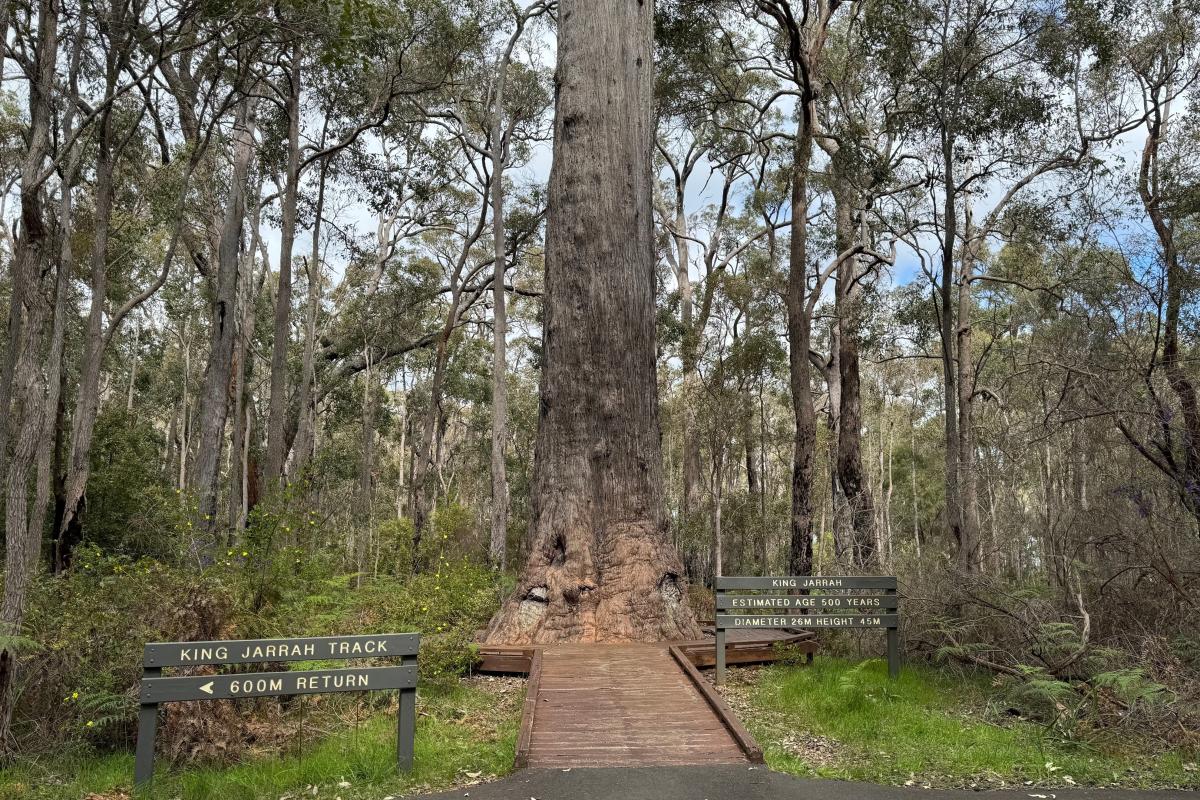 King Jarrah Tree