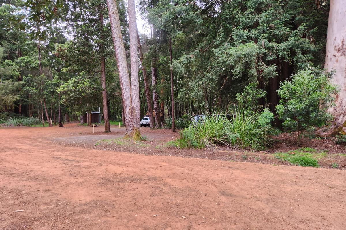 Big Brook Arboretum Open area for camping surrounded by trees.