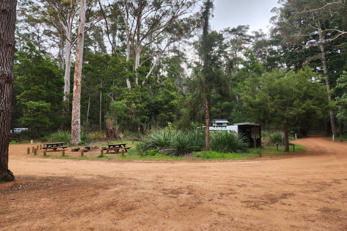 Big Brook Arboretum Open area for camping surrounded by trees.