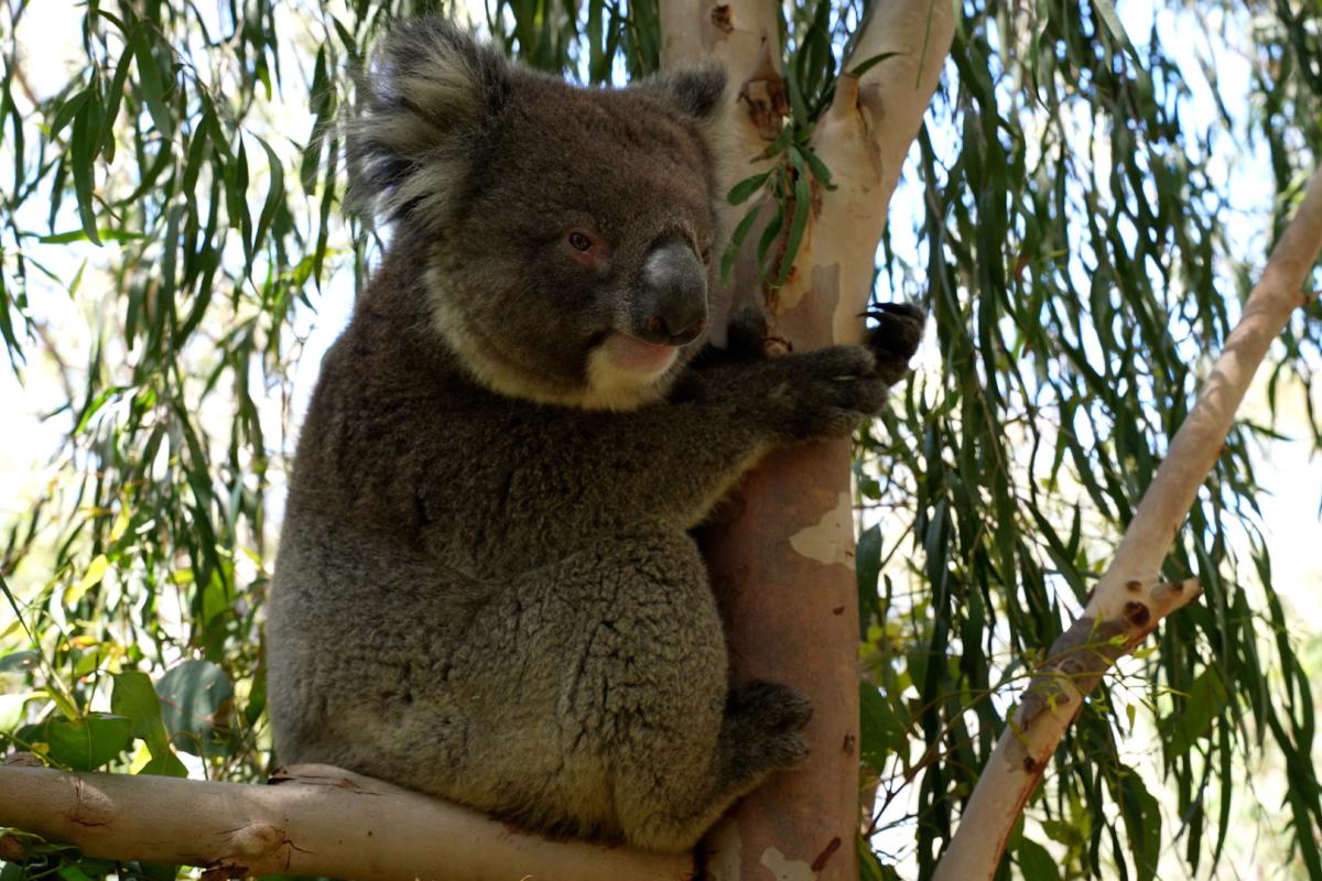 Koala sitting in a tree. 