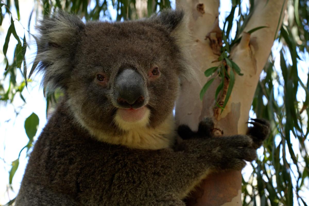 Franklin Doogsie Koala in a tree.