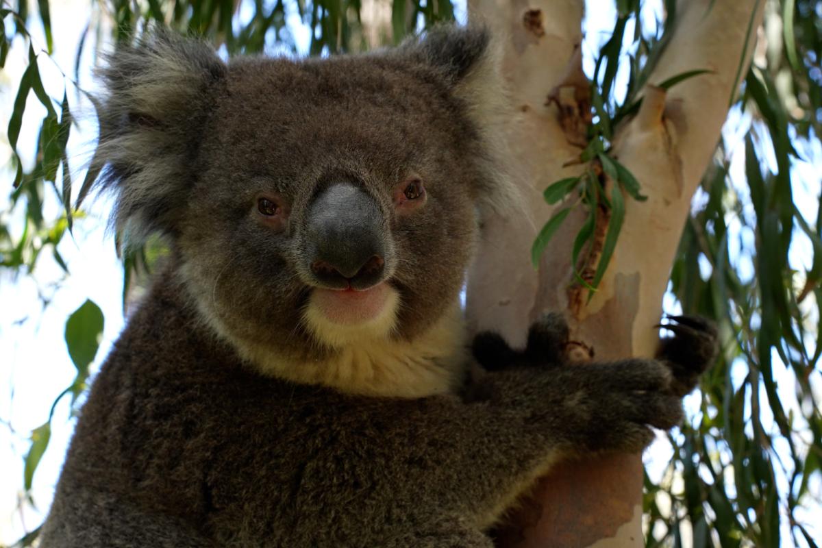 Koala in a tree.