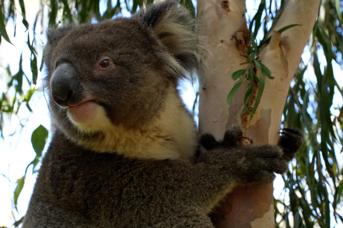Franklin Doogsie Close up of a koala at Yanchep
