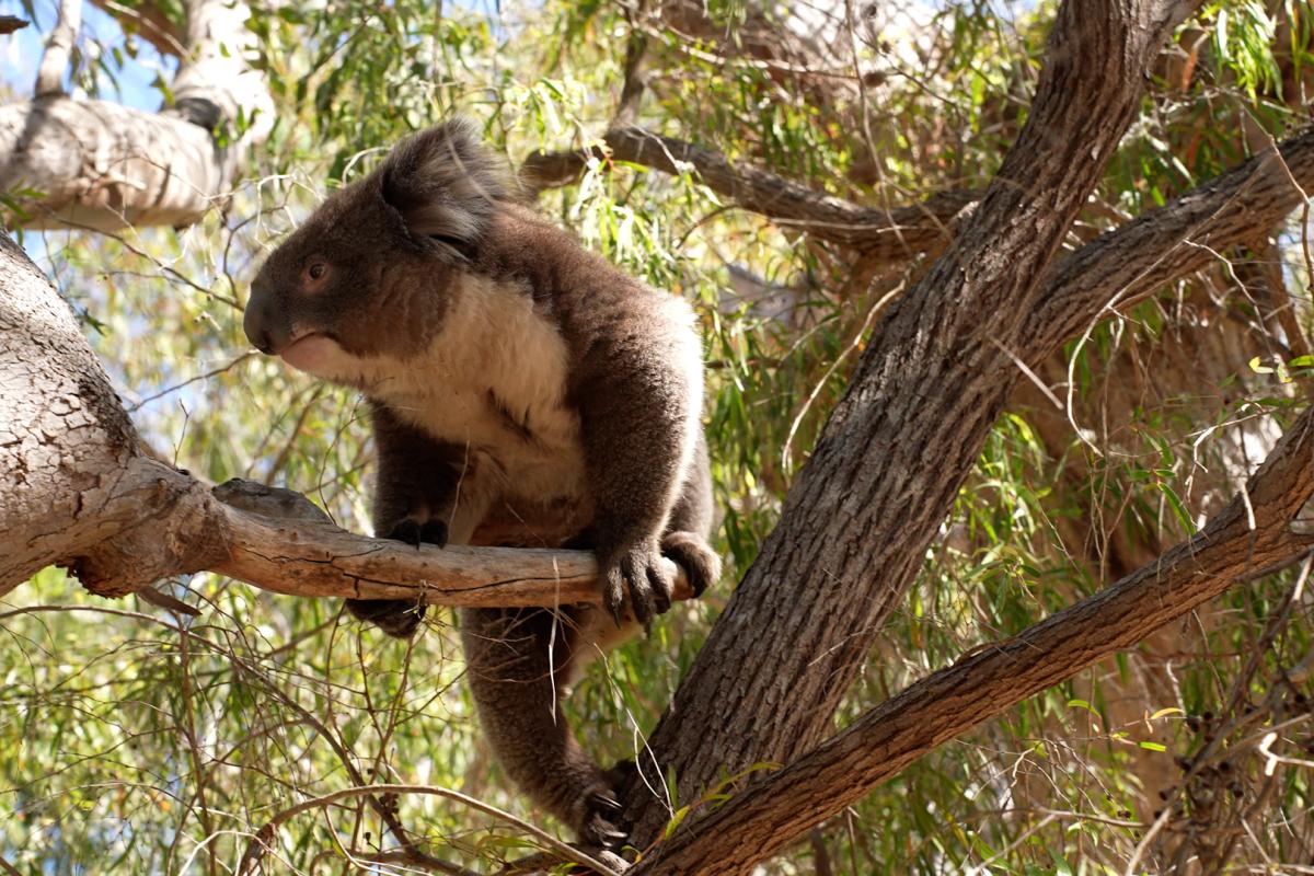 Louis Koala looking down from a tree.
