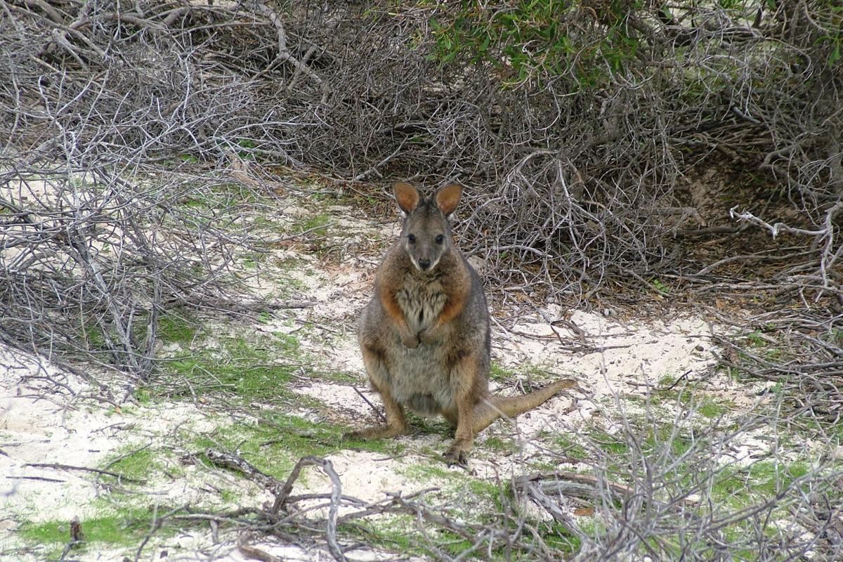 Tammar wallaby Small tammar wallaby sitting near shrubs.