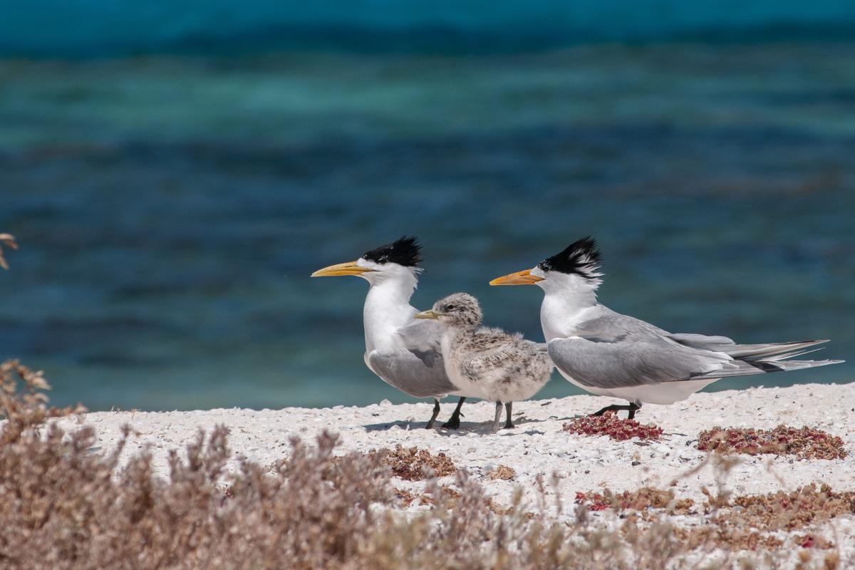 Houtman Abrolhos Islands National Park A pair of birds with a baby bird on a beach.