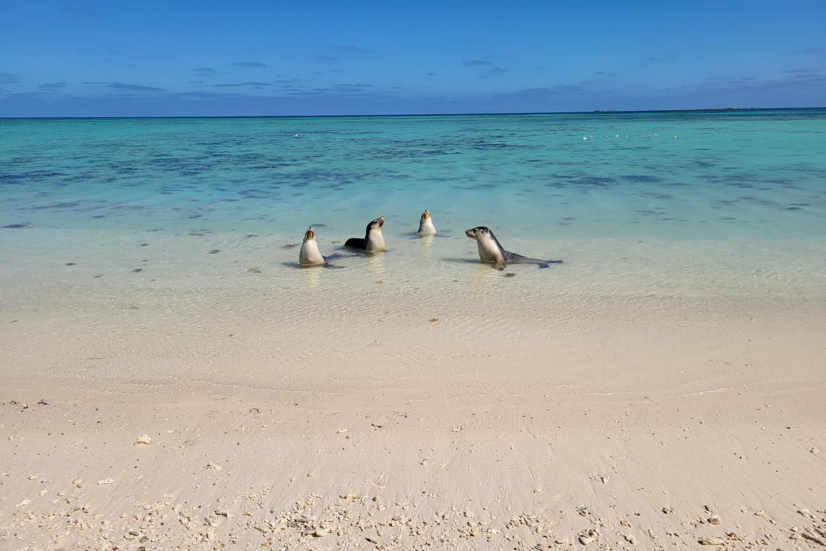 Resting in Houtman Abrolhos Islands National Park Four sea lions resting in shallow water on the beach.